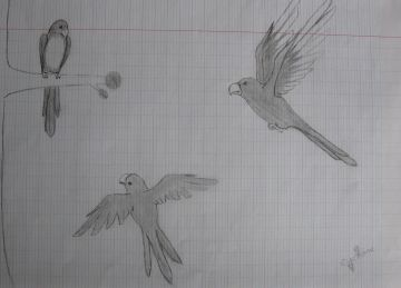 Parrots