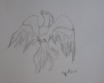 Song of phoenix