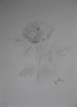 Ladybird on a rose