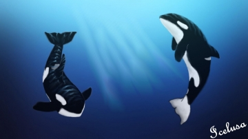 Killer Whale