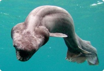 Requin-lézard en vuuuuuuuuuuuuuuuuue !!