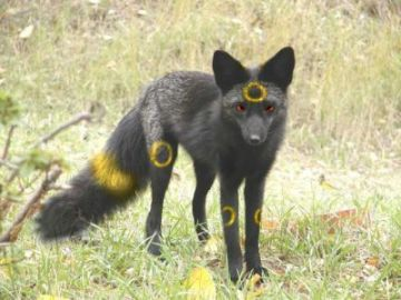 noctali