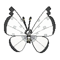 Pokémon #666bl 7G
