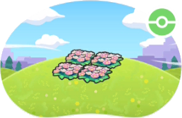 Parterre de fleurs en altitude