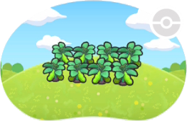 Potager de légumes frais