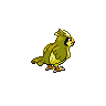 Roucool femelle shiny dans Noire et Blanche