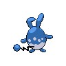 Azumarill mâle dans Noire et Blanche
