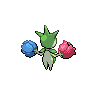 Roselia mâle dans Noire et Blanche