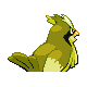 Roucool femelle shiny dans Diamant et Perle