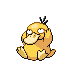 Psykokwak mâle dans Diamant et Perle