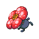 Rafflesia femelle dans Platine