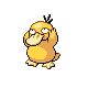 Psykokwak mâle dans Platine